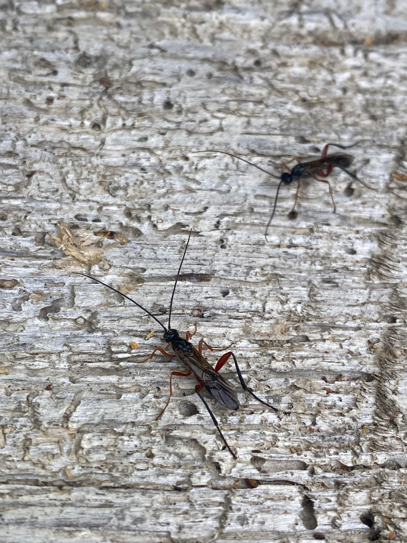Parasitaire wespen — Bild 1