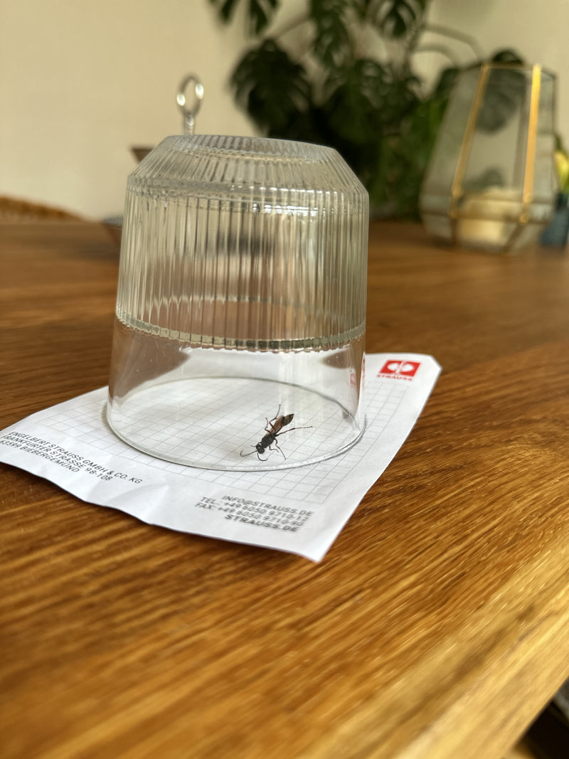 De afbeelding toont een sluipwesp gevangen onder een omgekeerd glas op een stuk papier. De scène bevindt zich op een houten tafeloppervlak binnenshuis.
