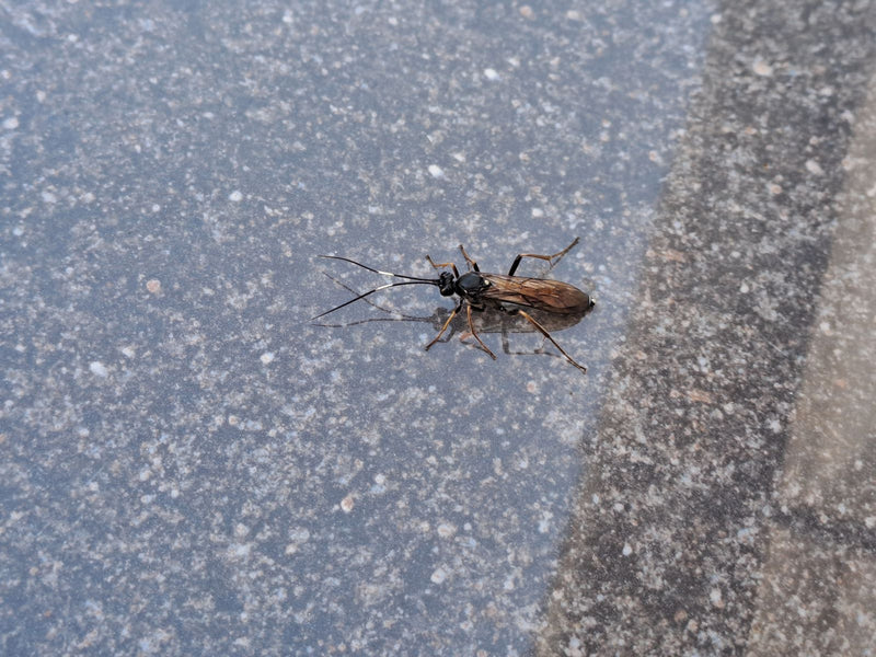 Een sluipwesp is van bovenaf gefotografeerd terwijl deze op een grijze stenen vloer zit. Het insect toont zijn kenmerkende lange sprieten en vleugels.