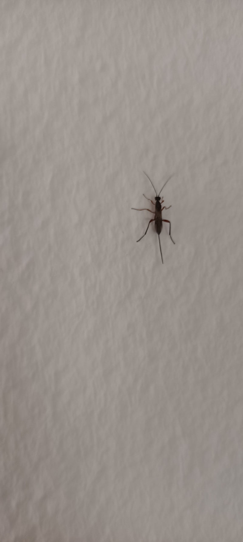 Parasitaire wespen — Bild 2