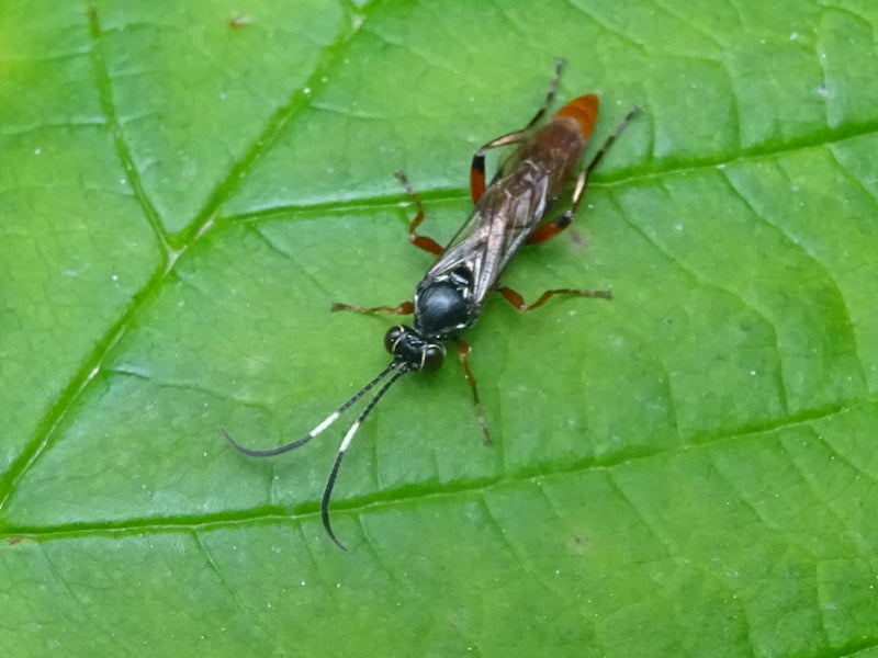 Parasitaire wesp — Bild 2