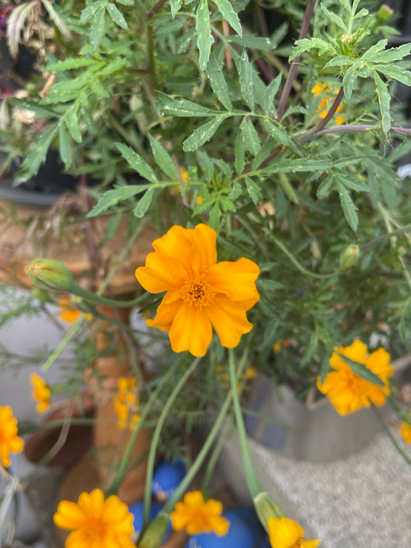 Smalbladige goudsbloem — Bild 1