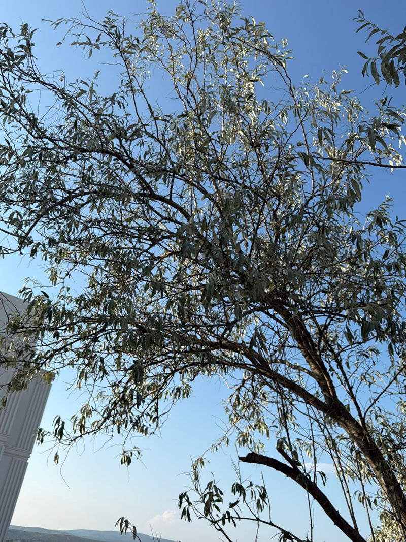 Te zien is een smalbladige oleaster met fijne, zilverachtige bladeren, van onderen gefotografeerd tegen de blauwe hemel. De boom toont zijn kenmerkende losse...