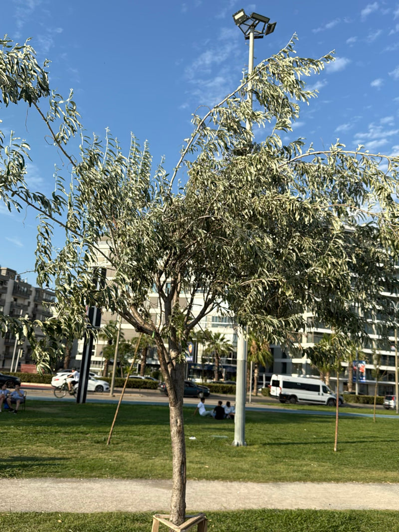 Er is een jonge boom te zien met typische zilvergroene, smalle bladeren. Hij staat op een stedelijk gazon voor een straatachtergrond.