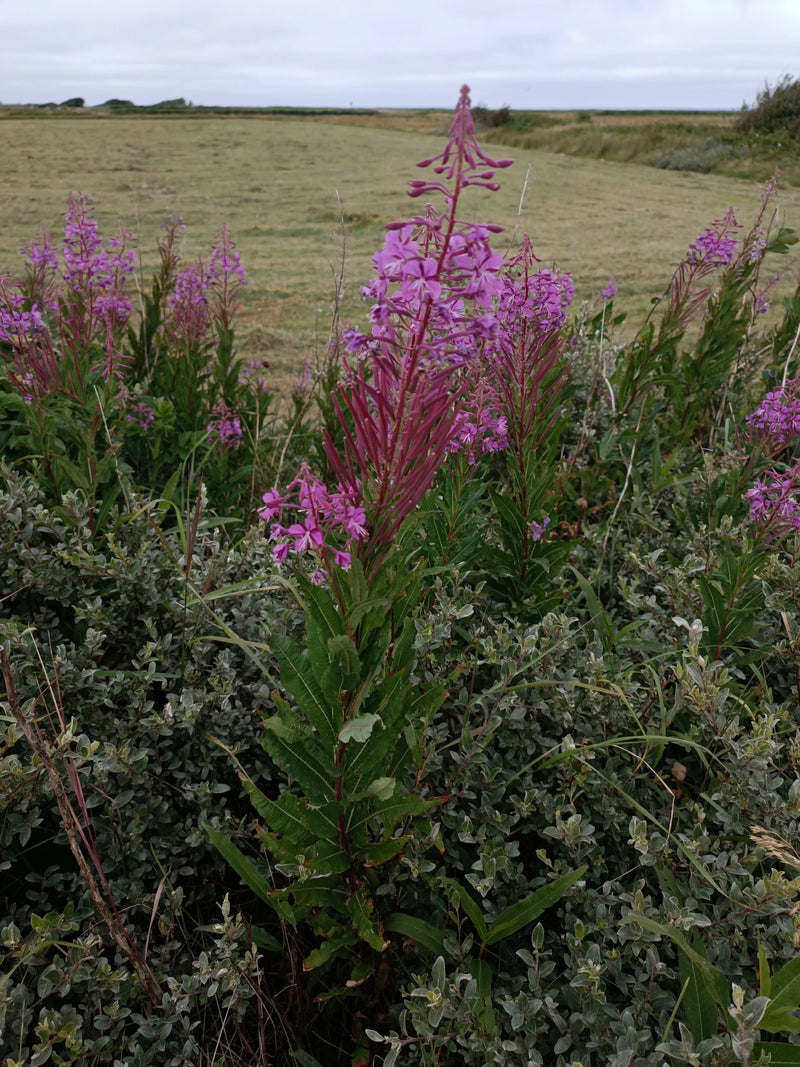 Smalbladig wilgenroosje — foto 4 van 7