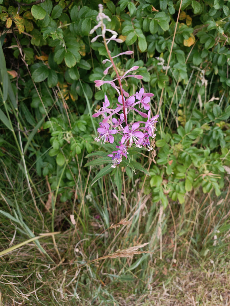 Smalbladig wilgenroosje — foto 3 van 7