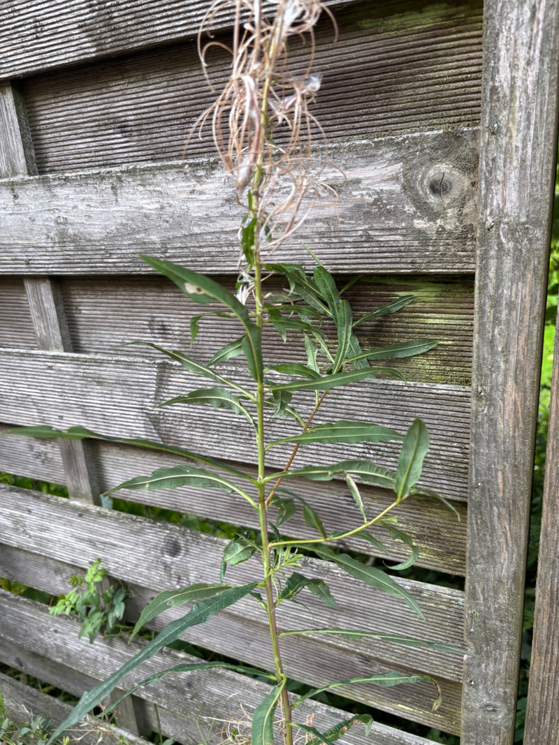 Smalbladig wilgenroosje — foto 2 van 7