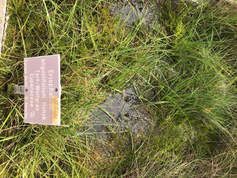 Schmalblättriges Wollgras — foto 1 van 1