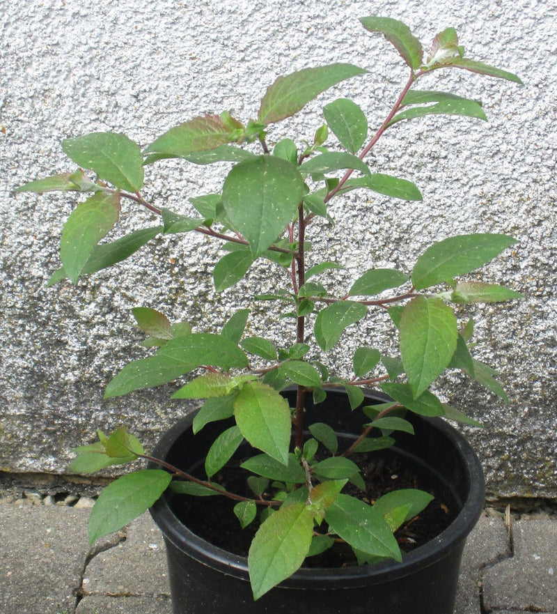 Een jonge vlinderstruik groeit in een zwarte plantenbak voor een lichte huismuur. De plant vertoont groene, lancetvormige bladeren en roodachtige scheuten.