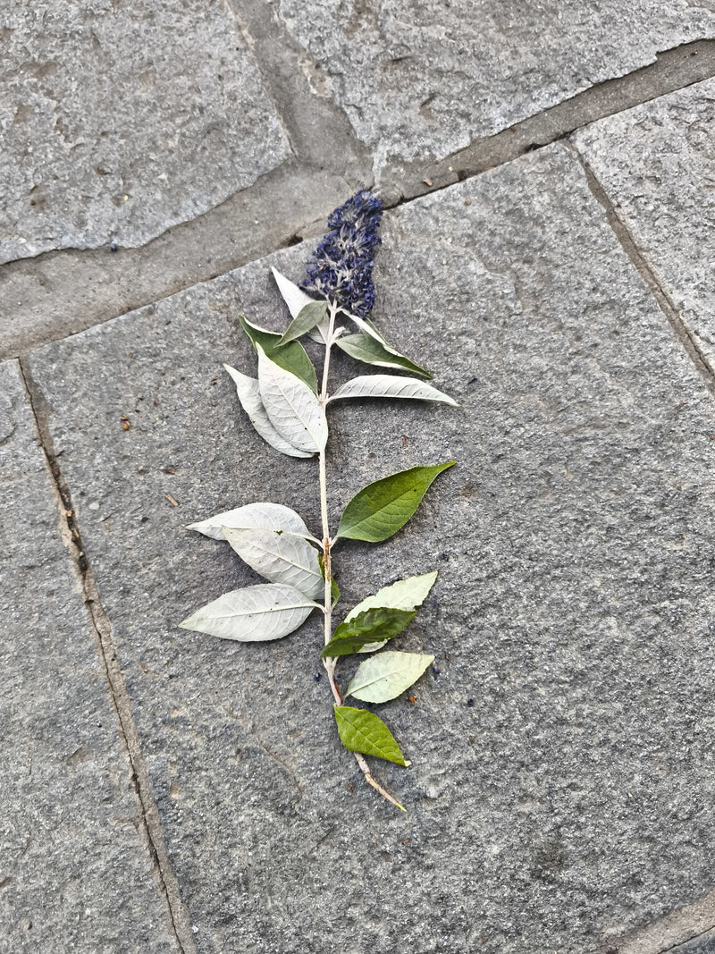 De afbeelding toont een enkele tak van de vlinderstruik met paarse bloemen en groenwitte bladeren. Deze ligt op een grijze stenen vloer.