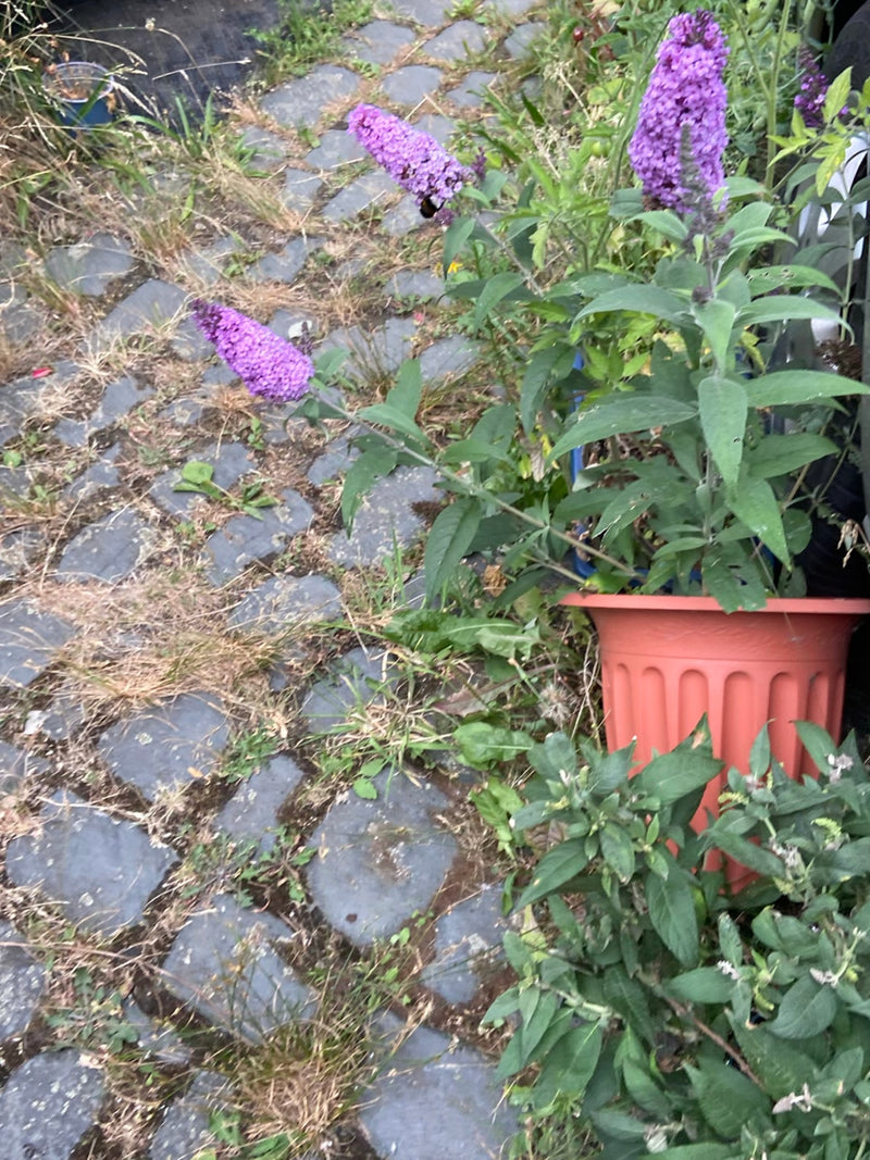 Te zien is een bloeiende vlinderstruik in een bloempot die op een geplaveide grond staat. De kenmerkende paarse bloeiwijzen zijn goed herkenbaar.