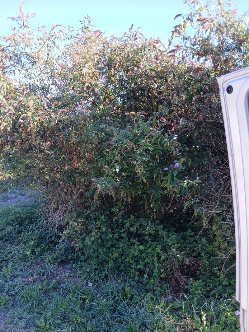 Een grote vlinderstruik met bloeiwijzen is te zien voor een blauwe hemel. De plant groeit langs de weg.