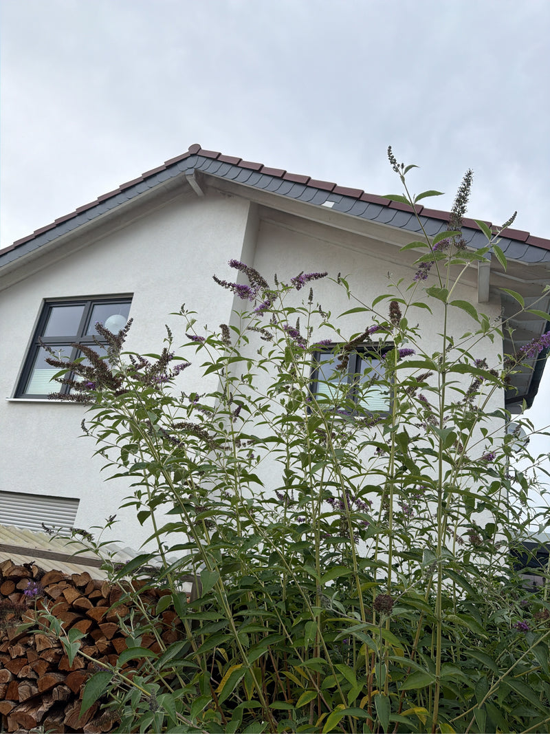 Een grote, bloeiende vlinderstruik is te zien voor de witte gevel van een huis. De typische paarse bloeiwijzen steken de lucht in.