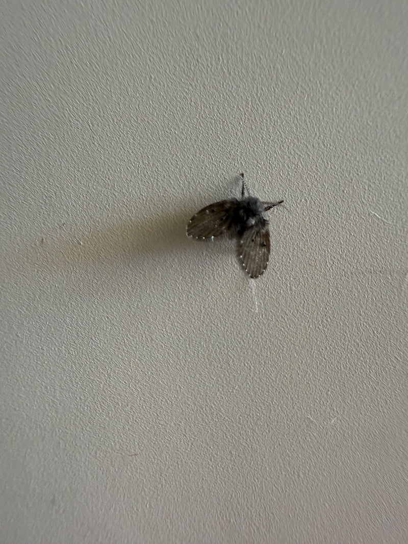 Een motmug zit op een lichte, gestructureerde muur. Het insect is in close-up van boven te zien.