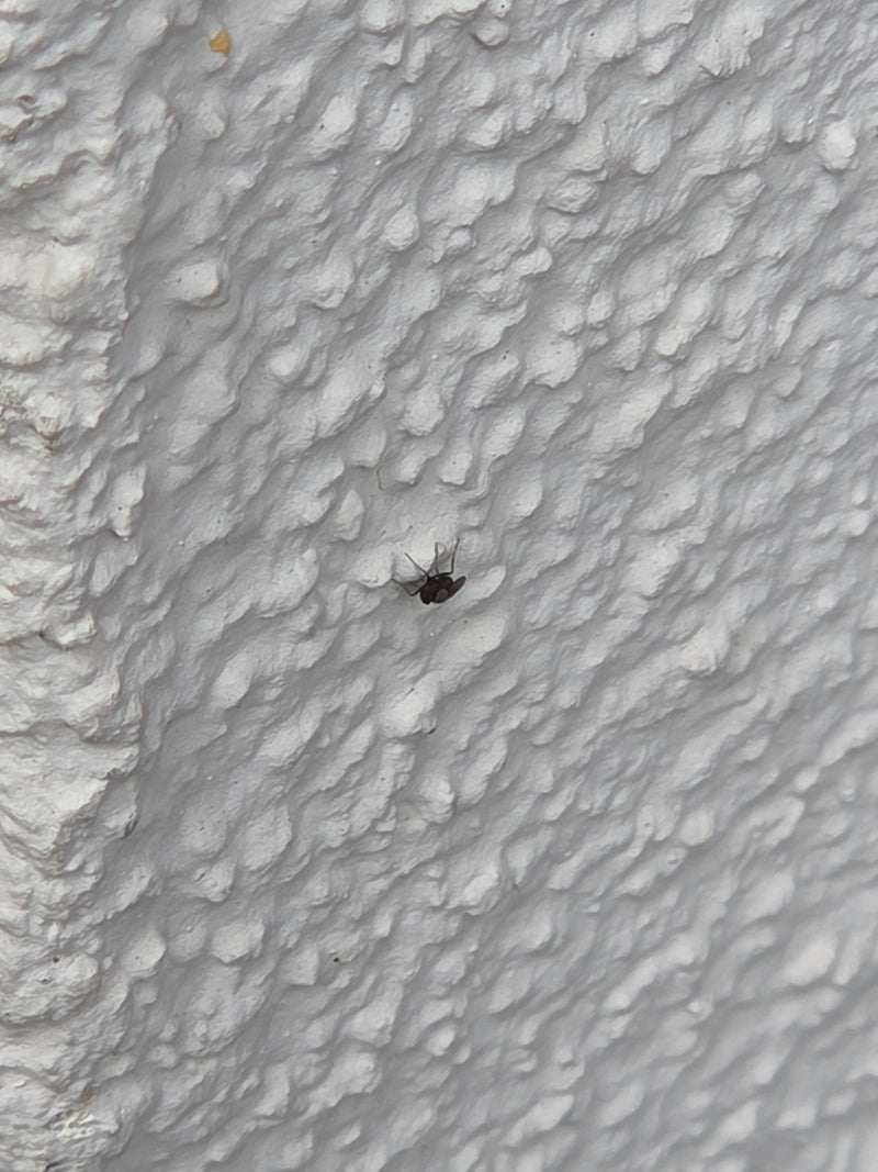 Vlindermuggen — Bild 3