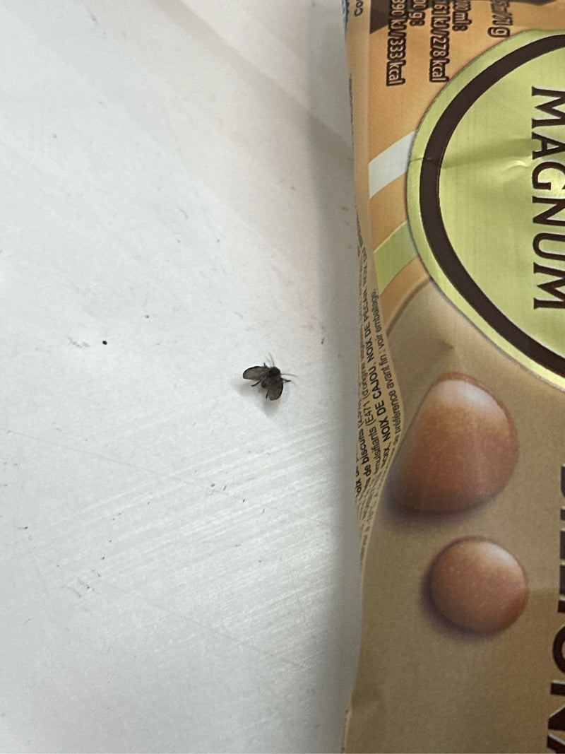 Een motmug zit op een lichte ondergrond direct naast een ijsverpakking. Het kleine insect toont zijn kenmerkende harige vleugels.