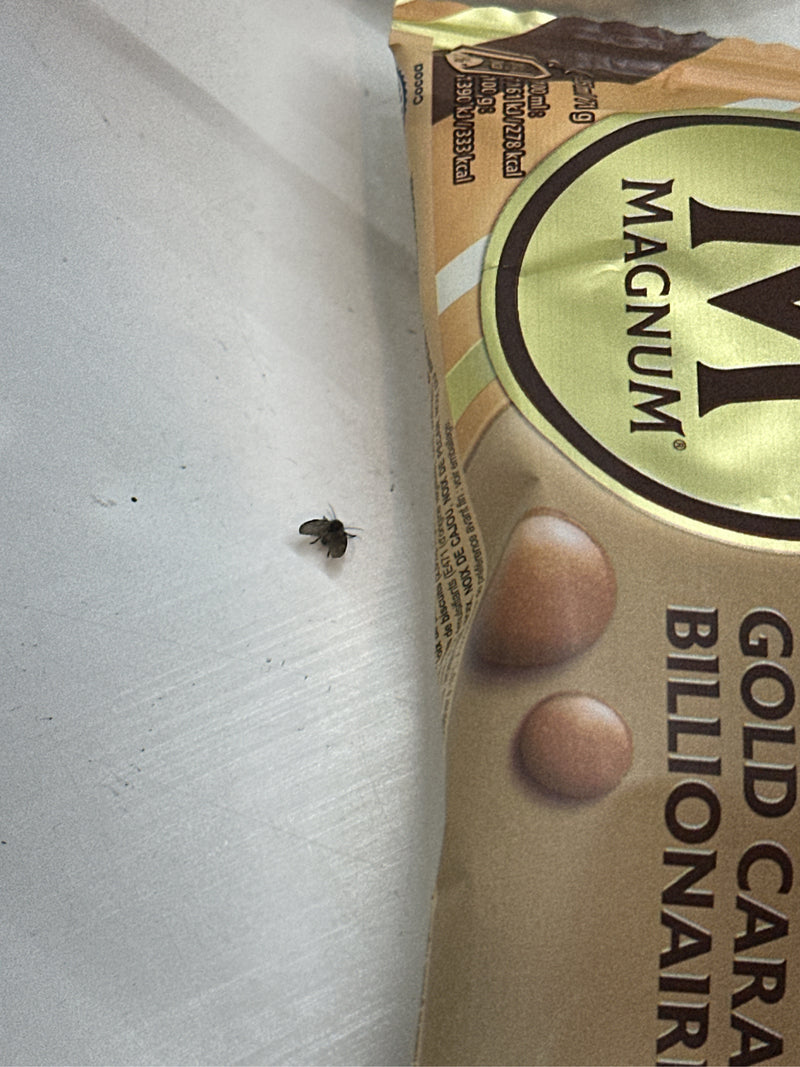 De afbeelding toont een motmug op een lichte ondergrond naast een ijsverpakking.