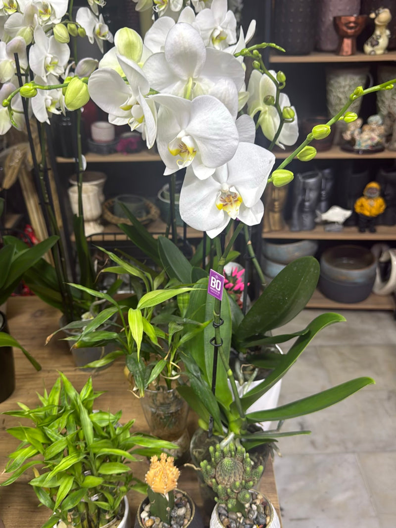 Vlinder orchidee — foto 1 van 16