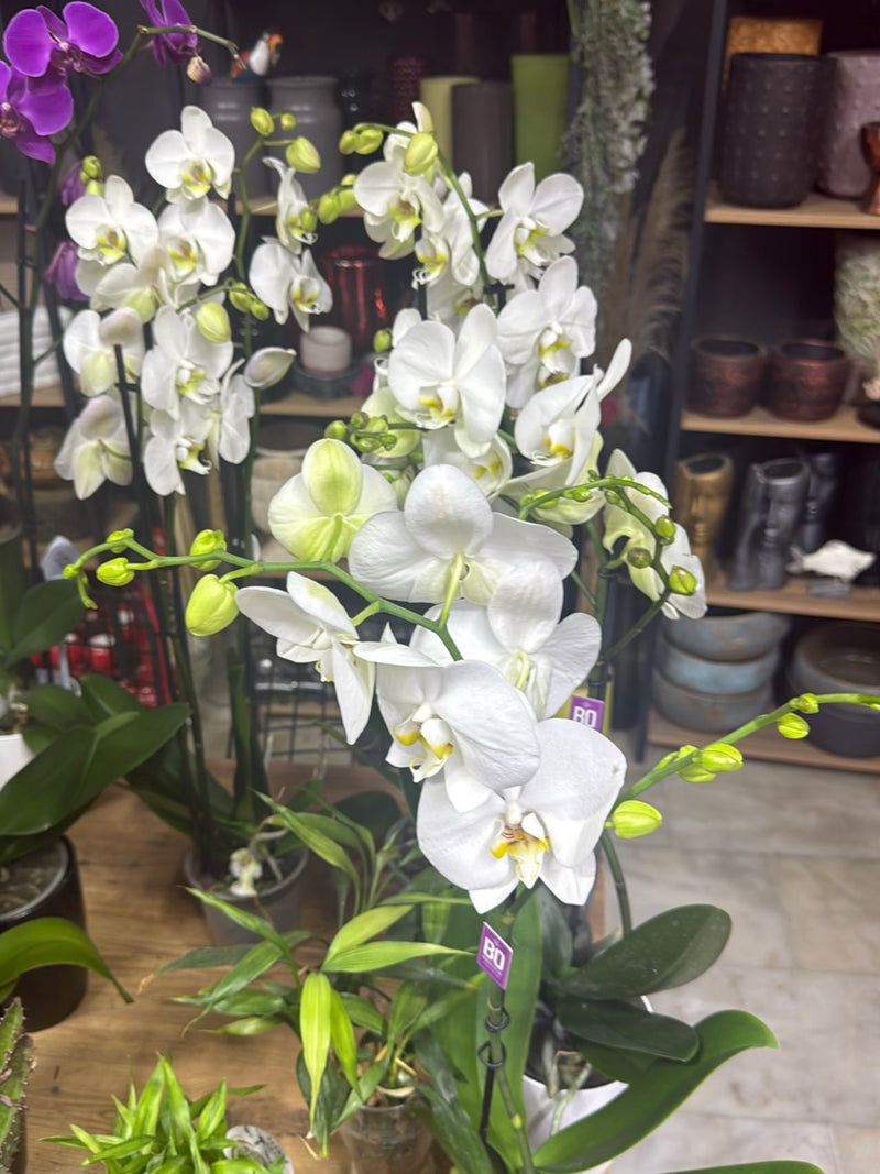 Vlinder orchidee — foto 2 van 16