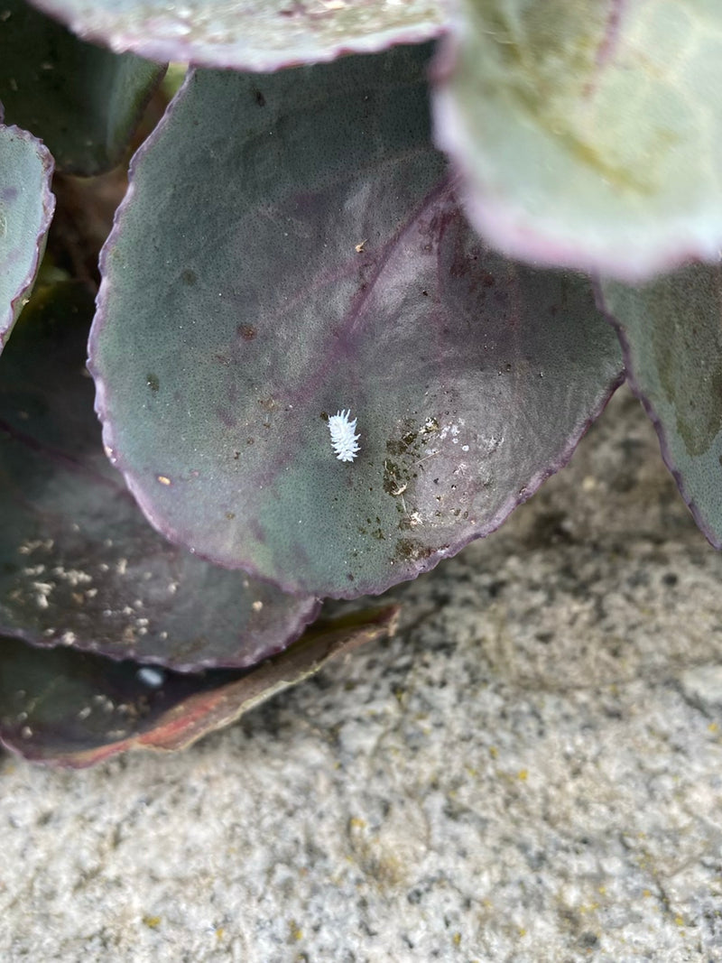 Wolluizen — Bild 5