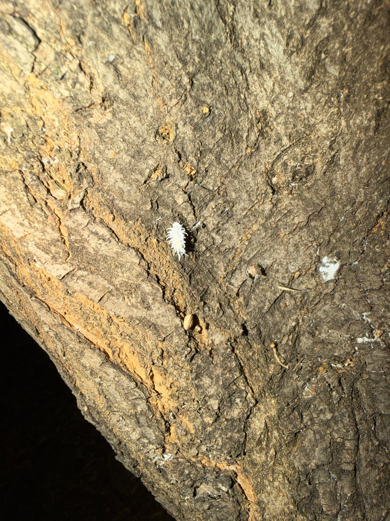 Op de ruwe schors van een boom zit een witte wolluis. Het insect is goed te zien.