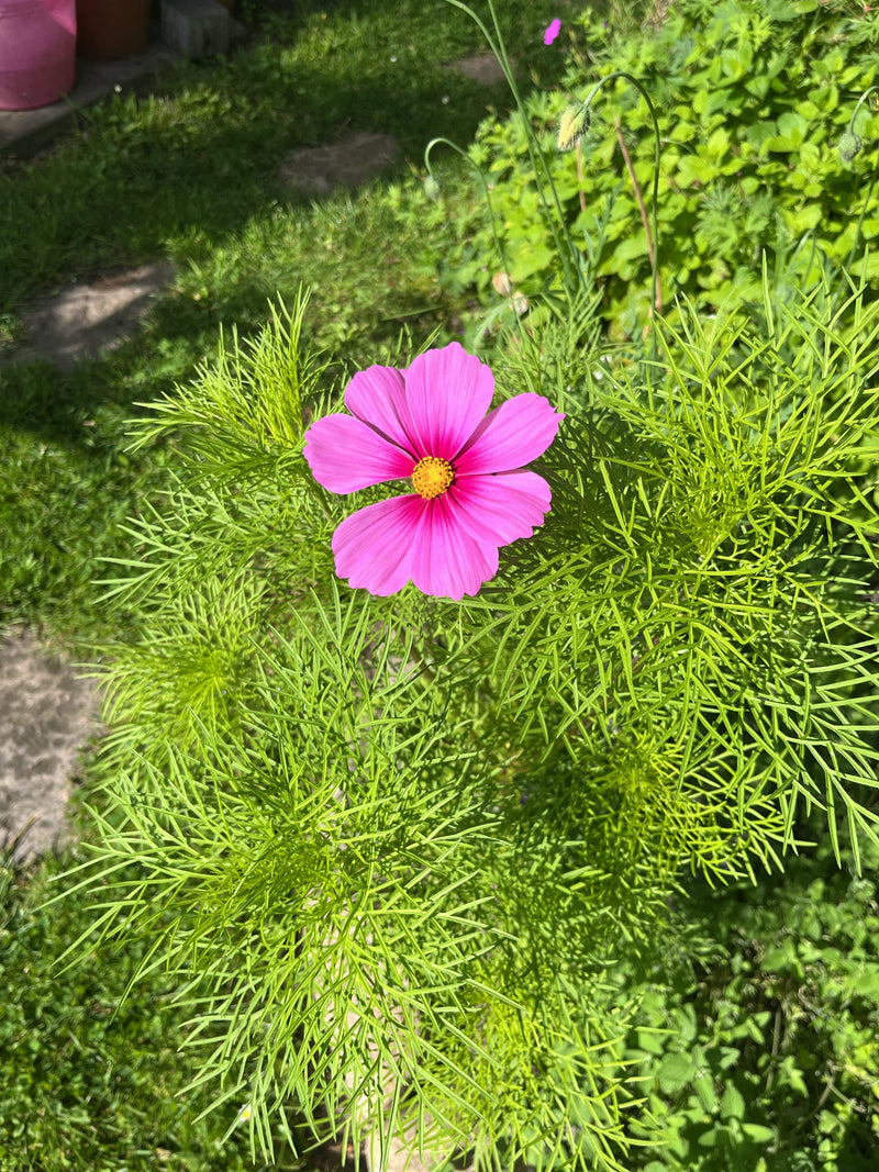 Cosmea — Bild 1