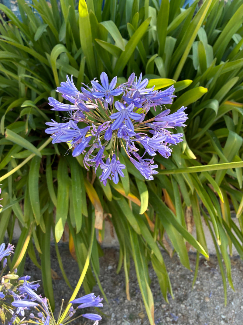 Agapanthus — Bild 1