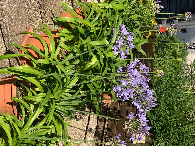 Er zijn several bloeiende agapanthussen in potten op een terras te zien. De planten tonen hun kenmerkende bolvormige blauwe bloeiwijzen en lange groene blade...