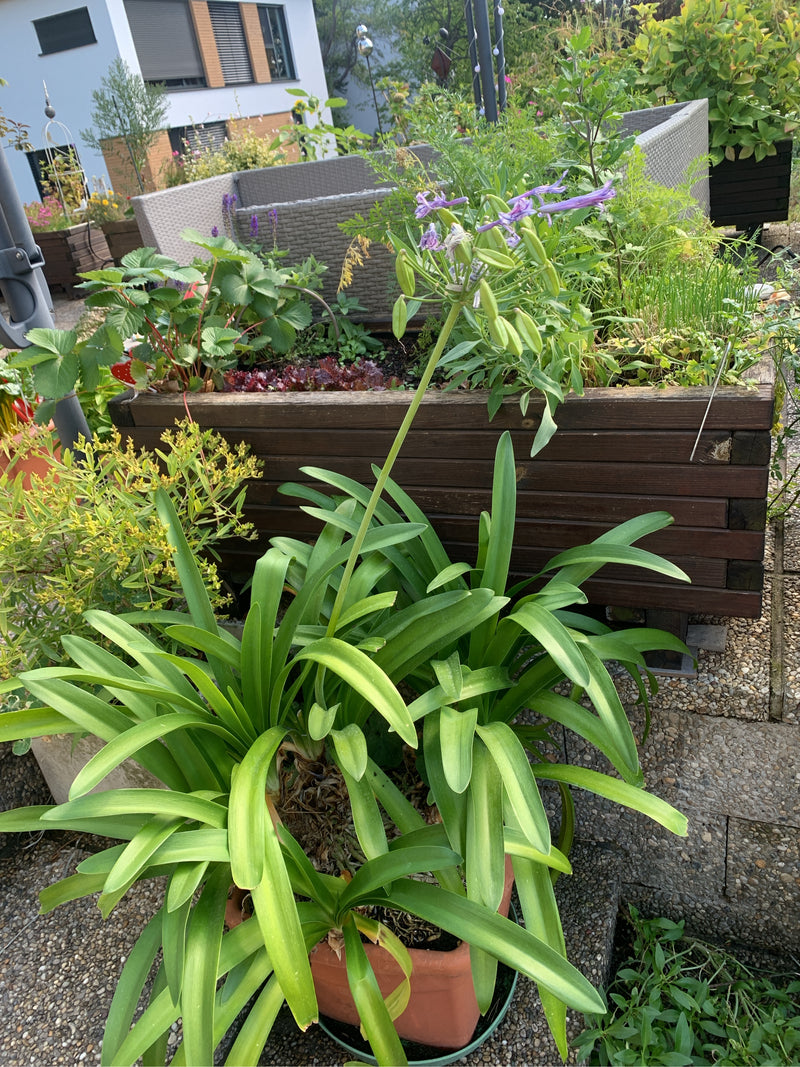Een Afrika asyncHandler is te zien in een pot met lange groene bladeren en een oprechte bloeiwijze. De plant staat op een terras voor verhoogde bedden.