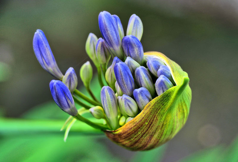 Een close-up toont de gesloten bloemknoppen van een agapanthus (Agapanthus africanus). De blauwpaarse knoppen steken uit een openende groene schutblad.