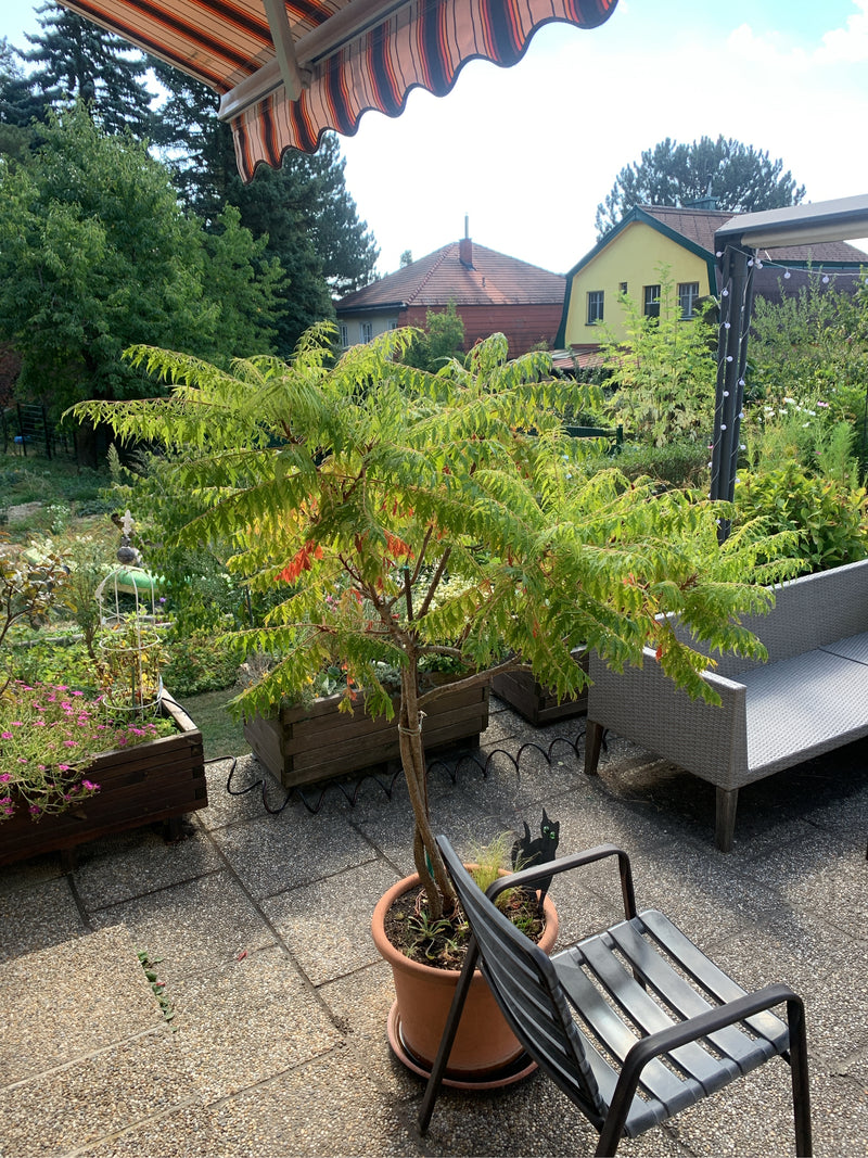 Een fluweelboom met ingesneden bladeren groeit in een plantenpot op een betegeld terras.