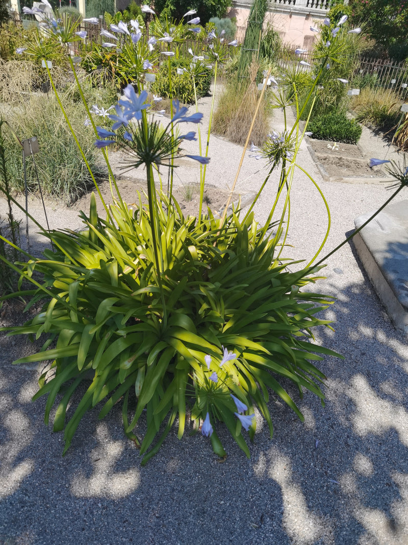 Te zien is een prachtige agapanthus met lange groene bladeren en blauwe bloeiwijzen op lange stengels. De plant staat in een zonnige tuinomgeving.