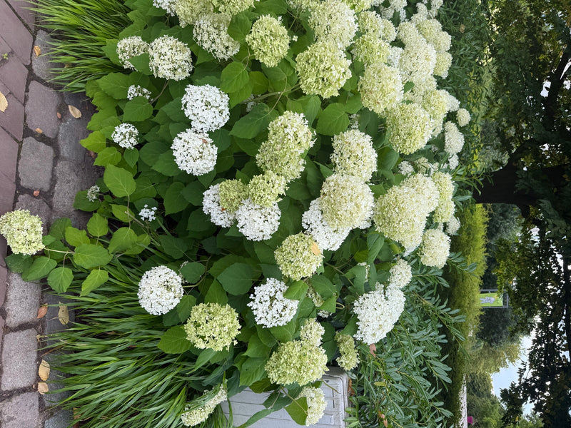 Schneeball-Hortensie — Bild 1