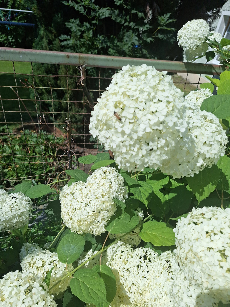 Sneeuwbal hortensia — foto 4 van 8
