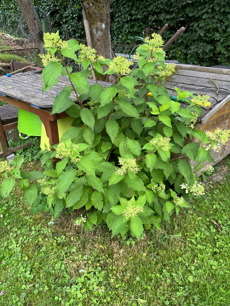 Sneeuwbal hortensia — foto 1 van 8
