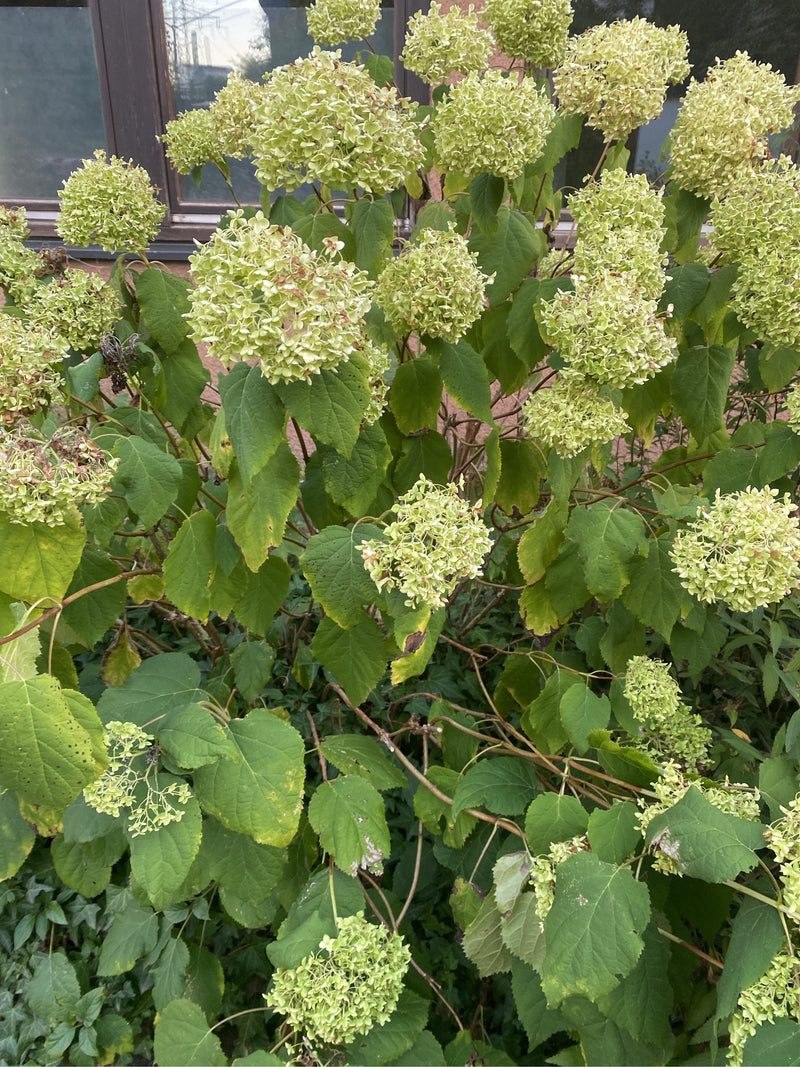 Sneeuwbal hortensia — foto 3 van 8