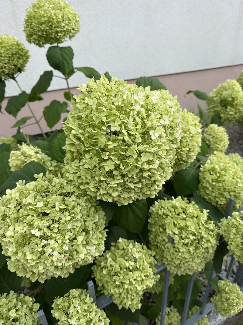 Sneeuwbal hortensia — foto 2 van 8