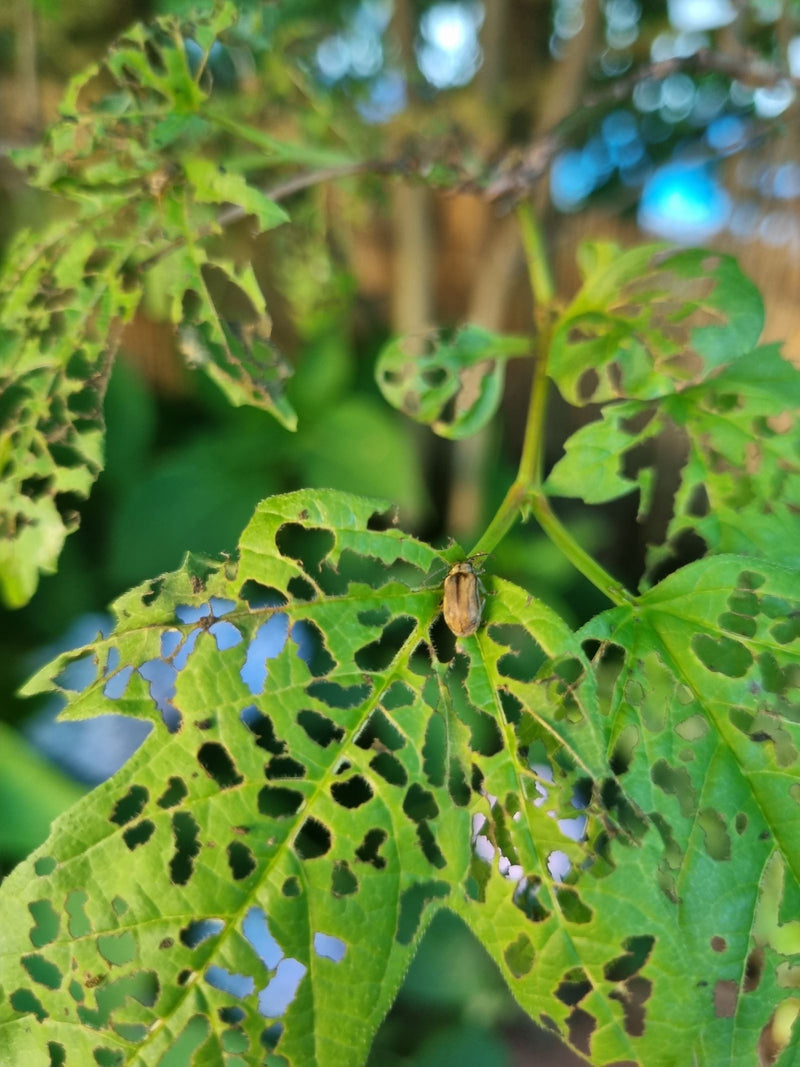 Viburnum bladkever — foto 1 van 10