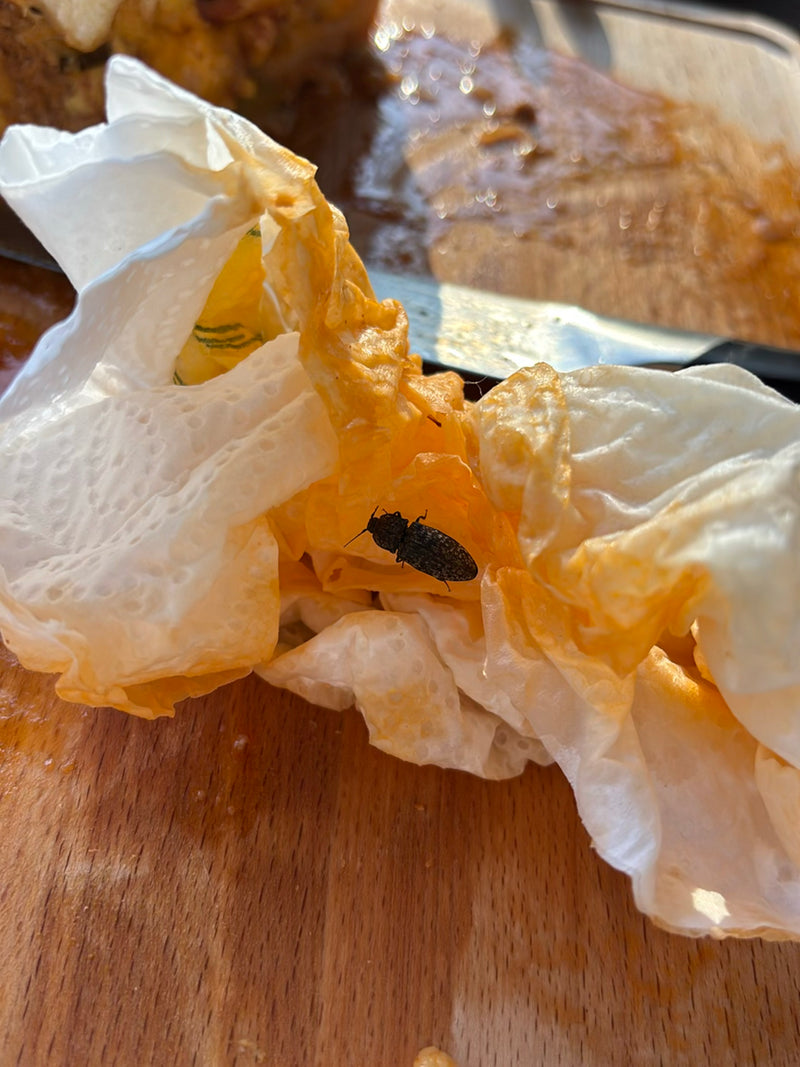 Schnellkäfer (Gattung Agriotes) — Bild 1