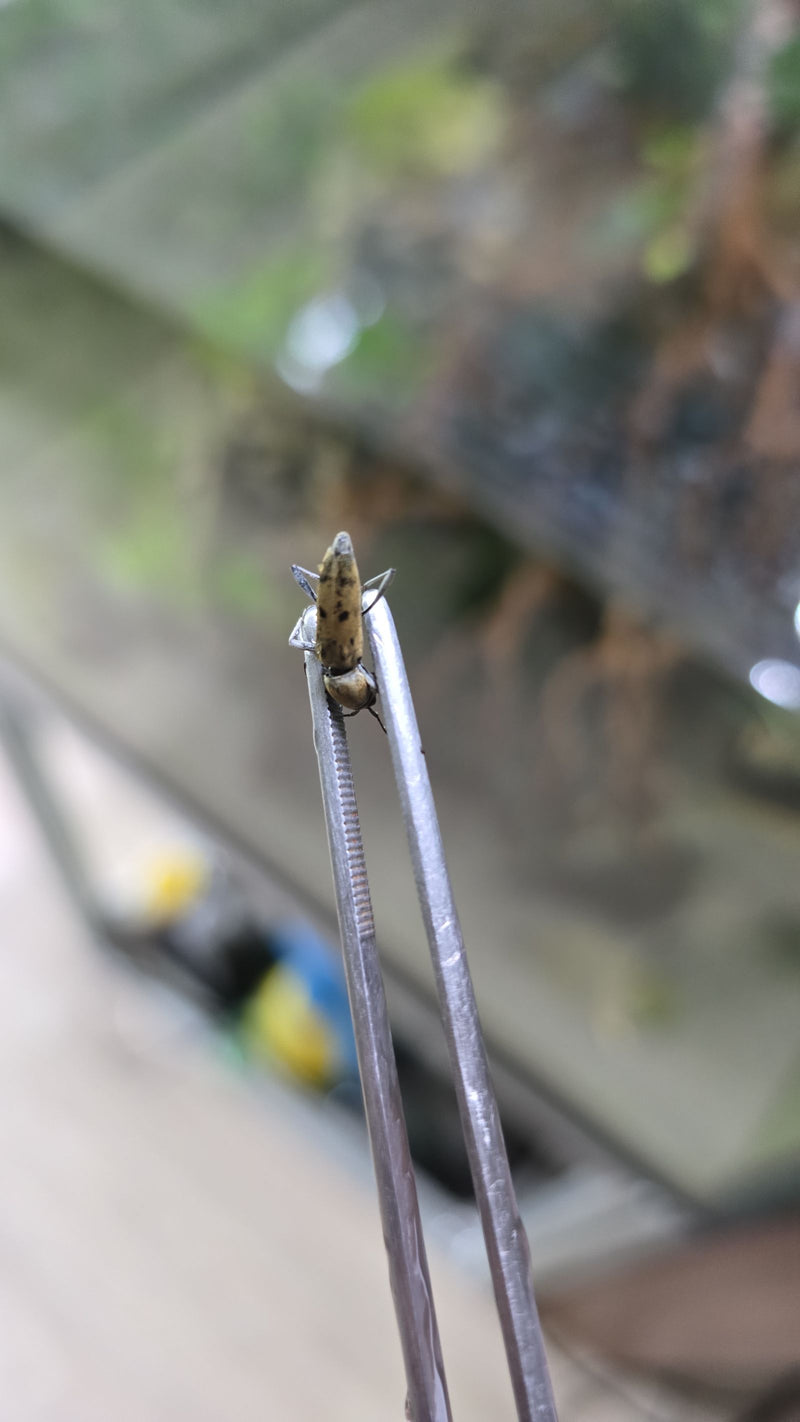 Klikkevers (geslacht Agriotes) — foto 3 van 11