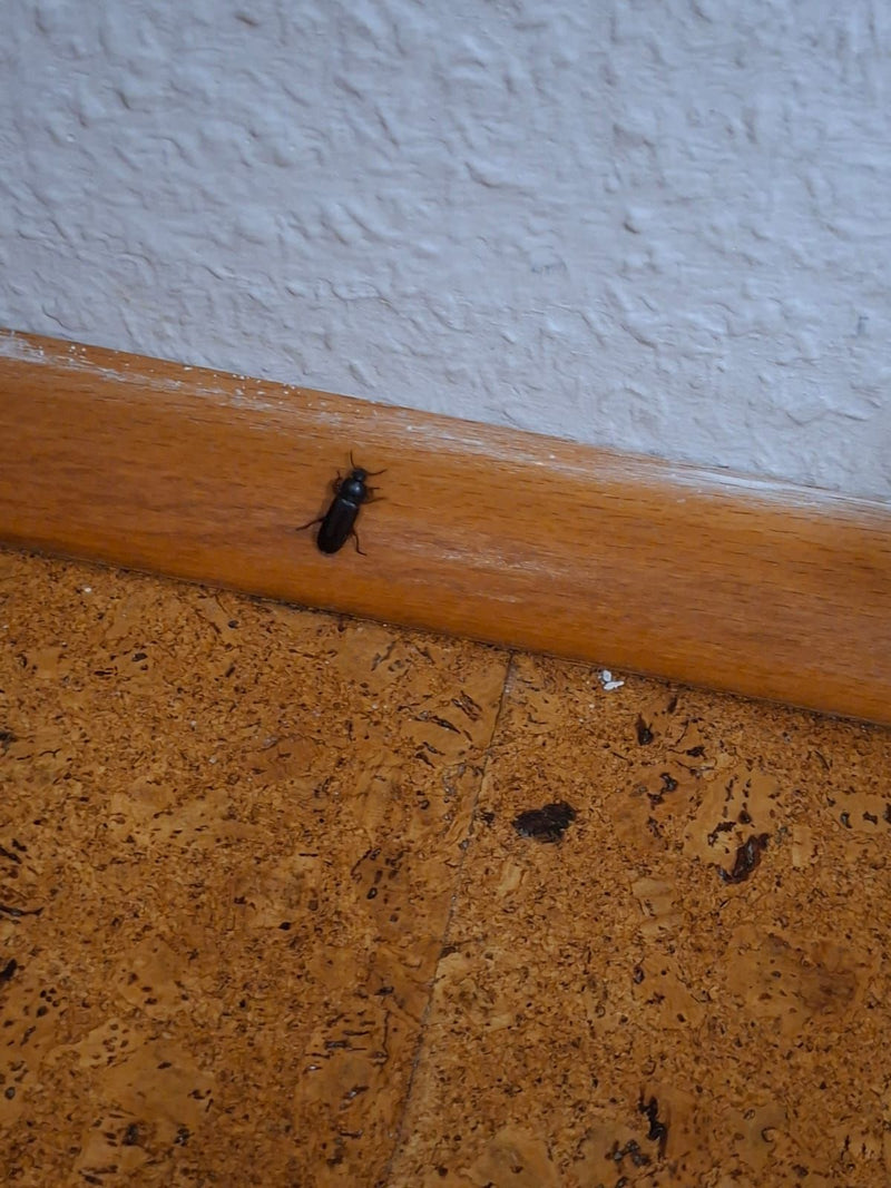 Klikkevers (geslacht Agriotes) — foto 1 van 11