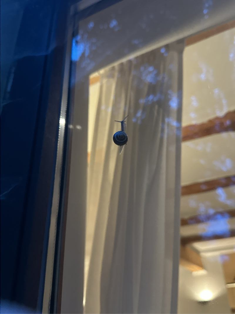 slak slak — foto 5 van 6