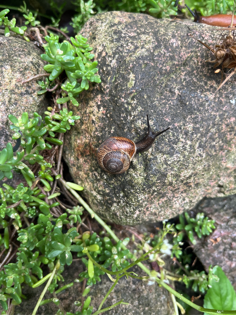 slak slak — foto 3 van 6