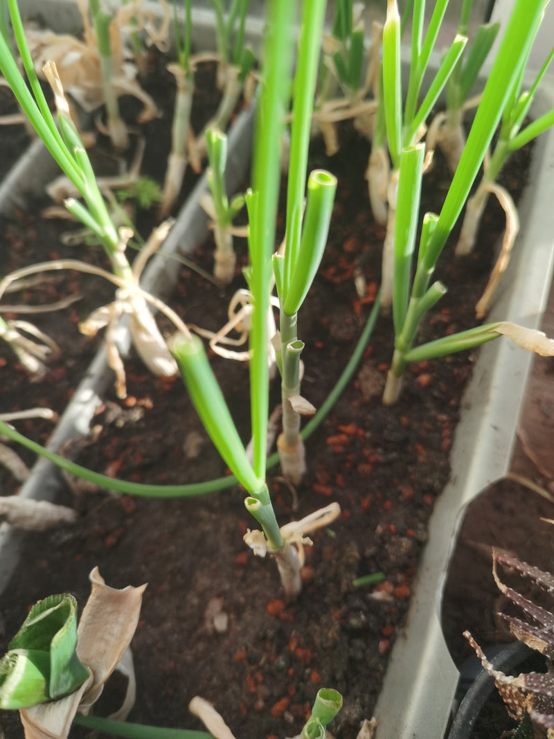 De afbeelding laat verschillende groene bieslookplanten zien in langwerpig plantenbakken. Sommige stengels zijn al afgesneden.
