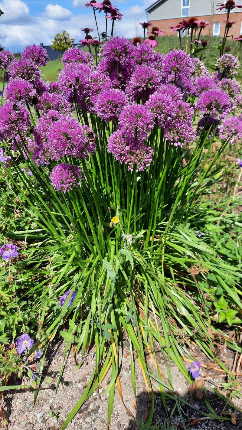 Te zien is een weelderige bieslookplant met talrijke ronde, paarse bloeiwijzen en lange groene stengels in een tuinbed. De plant staat volop in bloei.