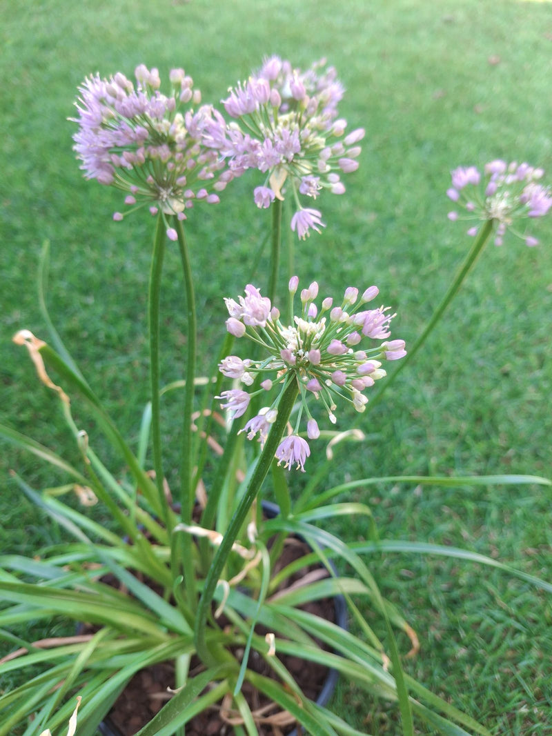 De afbeelding toont bloeiende bieslook met kenmerkende ronde, paarse bloeiwijzen en smalle buisvormige bladeren. De plant staat in een pot voor een gazon.