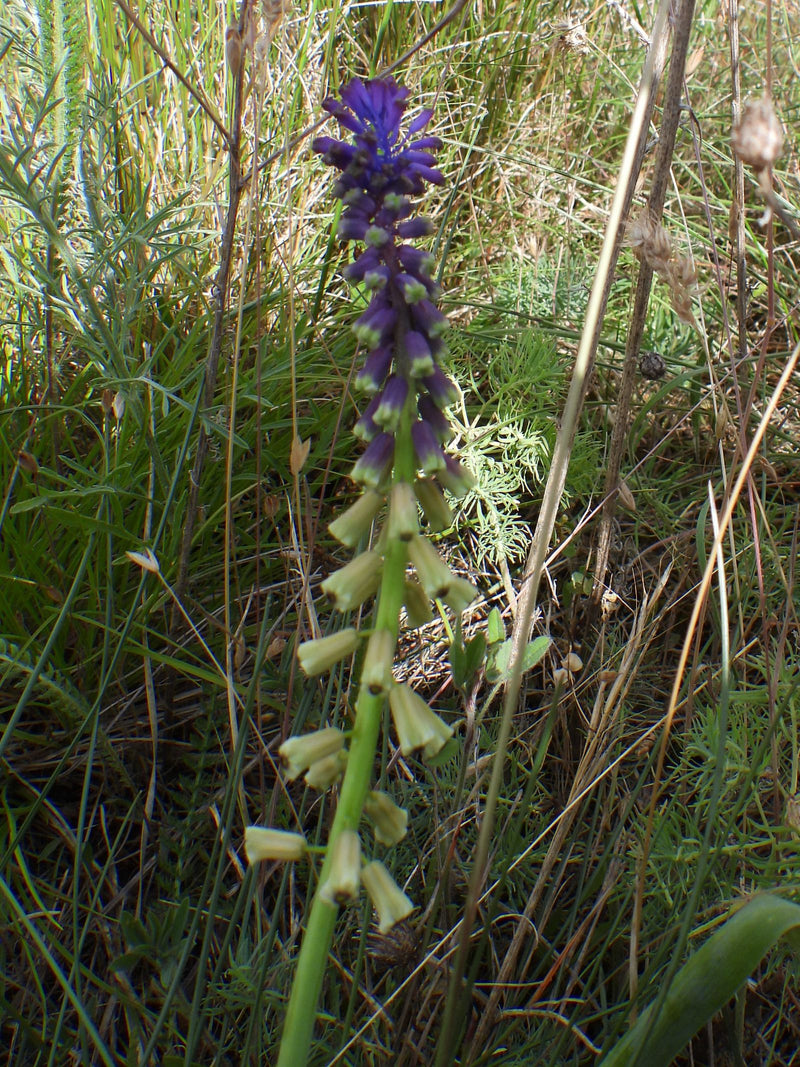 Gekuifde druivenhyacint — Bild 1
