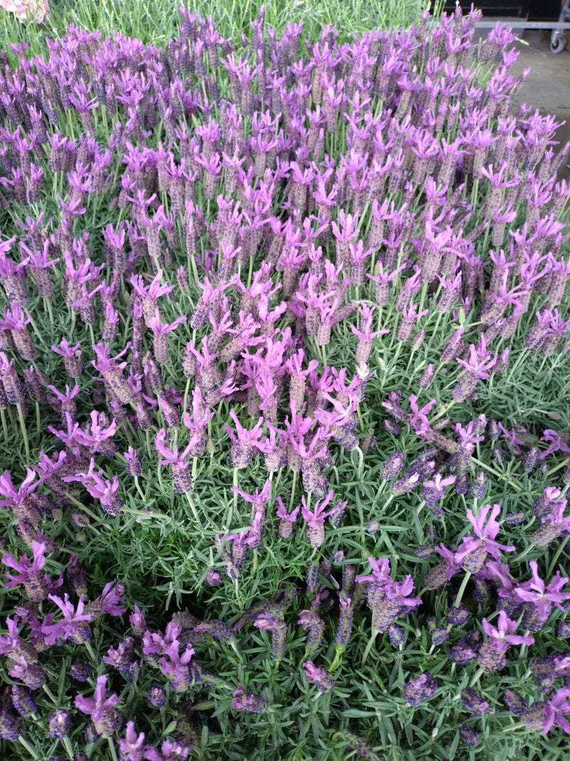 Gekuifde lavendel — Bild 1