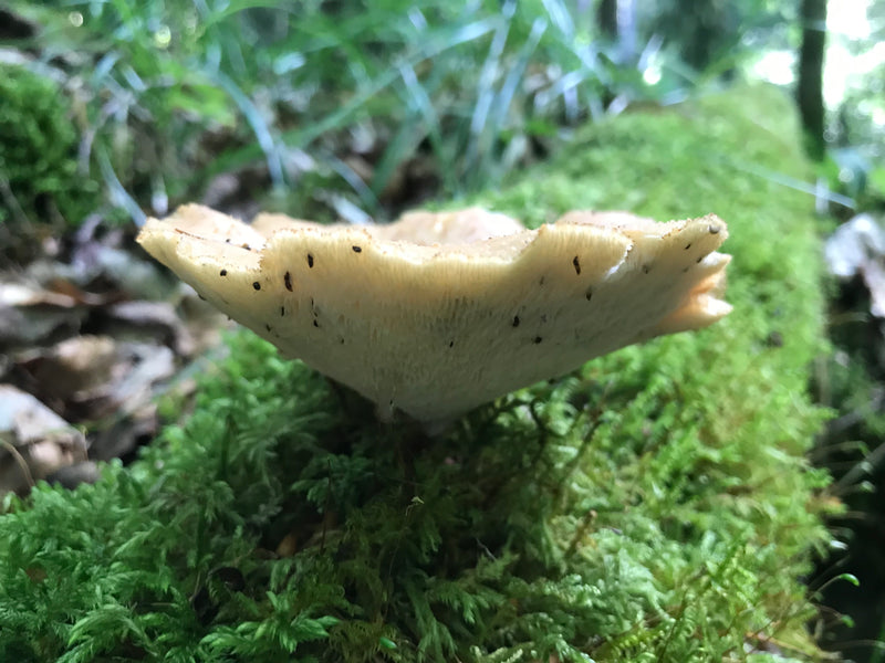 Geschubde Porling — foto 4 van 6