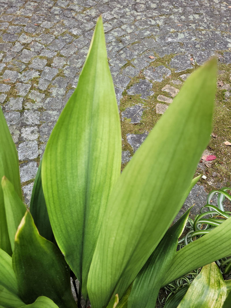Grote, rechtopstaande groene bladeren van een kwartjesplant tegen een geplaveid, licht bemost pad.